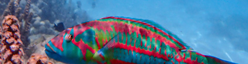 Thalassoma purpureum