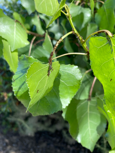 iNaturalist observation photo of Smoky Poplar Aphid