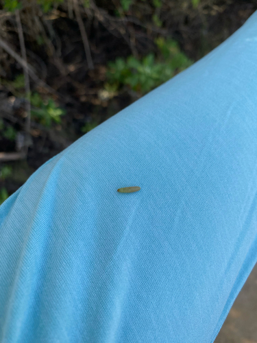 iNaturalist observation photo of Common Sawflies