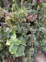 Coleus amboinicus