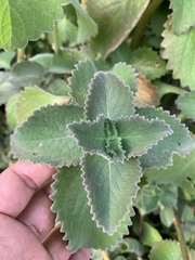 Coleus amboinicus