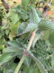 Coleus amboinicus