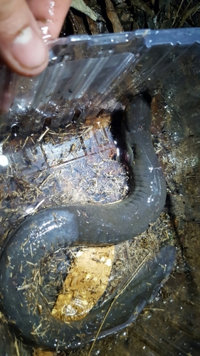 Siren nettingi