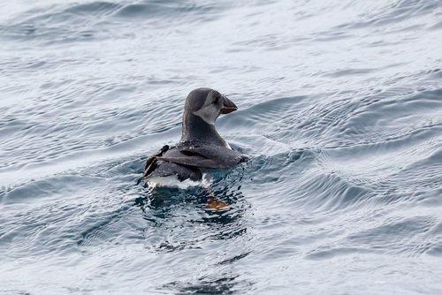 Atlantic Puffin (Fratercula arctica), photo 8