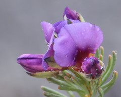 Gompholobium confertum