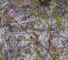 Gompholobium confertum