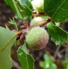 Disholcaspis simulata