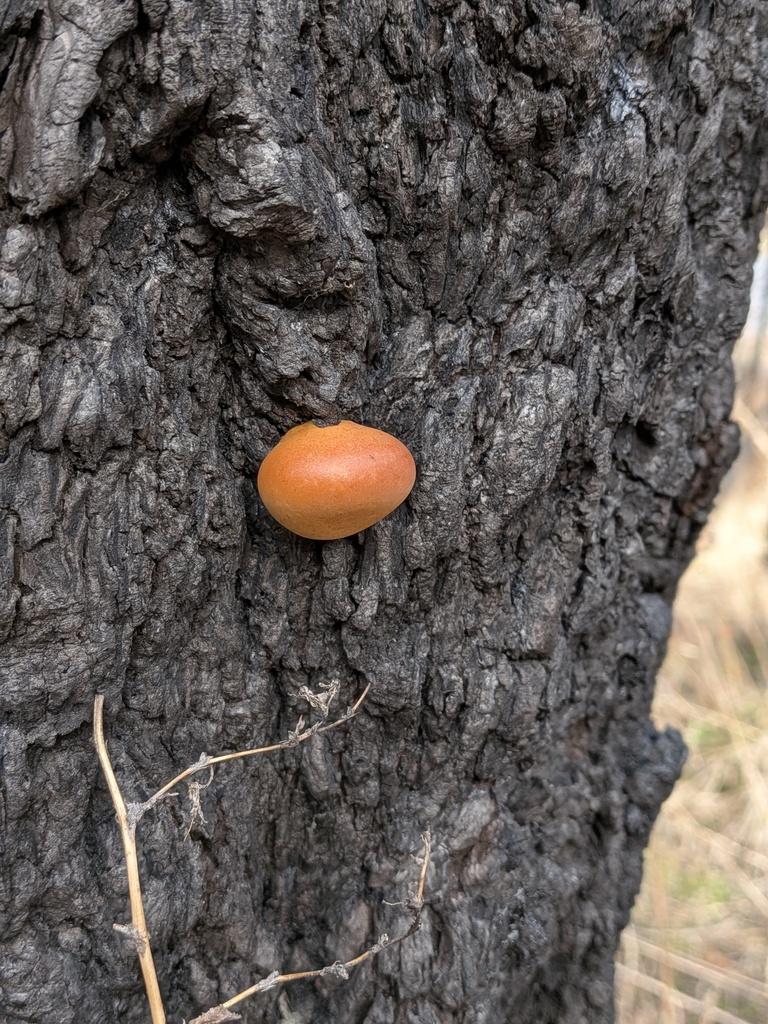 Cryptoporus volvatus · April 2026 · photo: © kalvinchan (iNaturalist, cc-by)