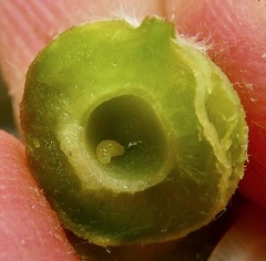 Disholcaspis simulata