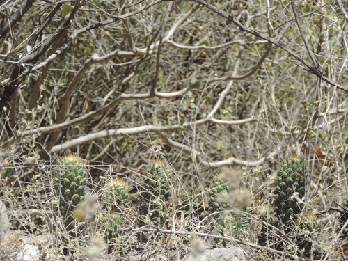 Coryphantha octacantha (Coryphantha octacantha)
