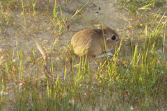Dipodomys heermanni