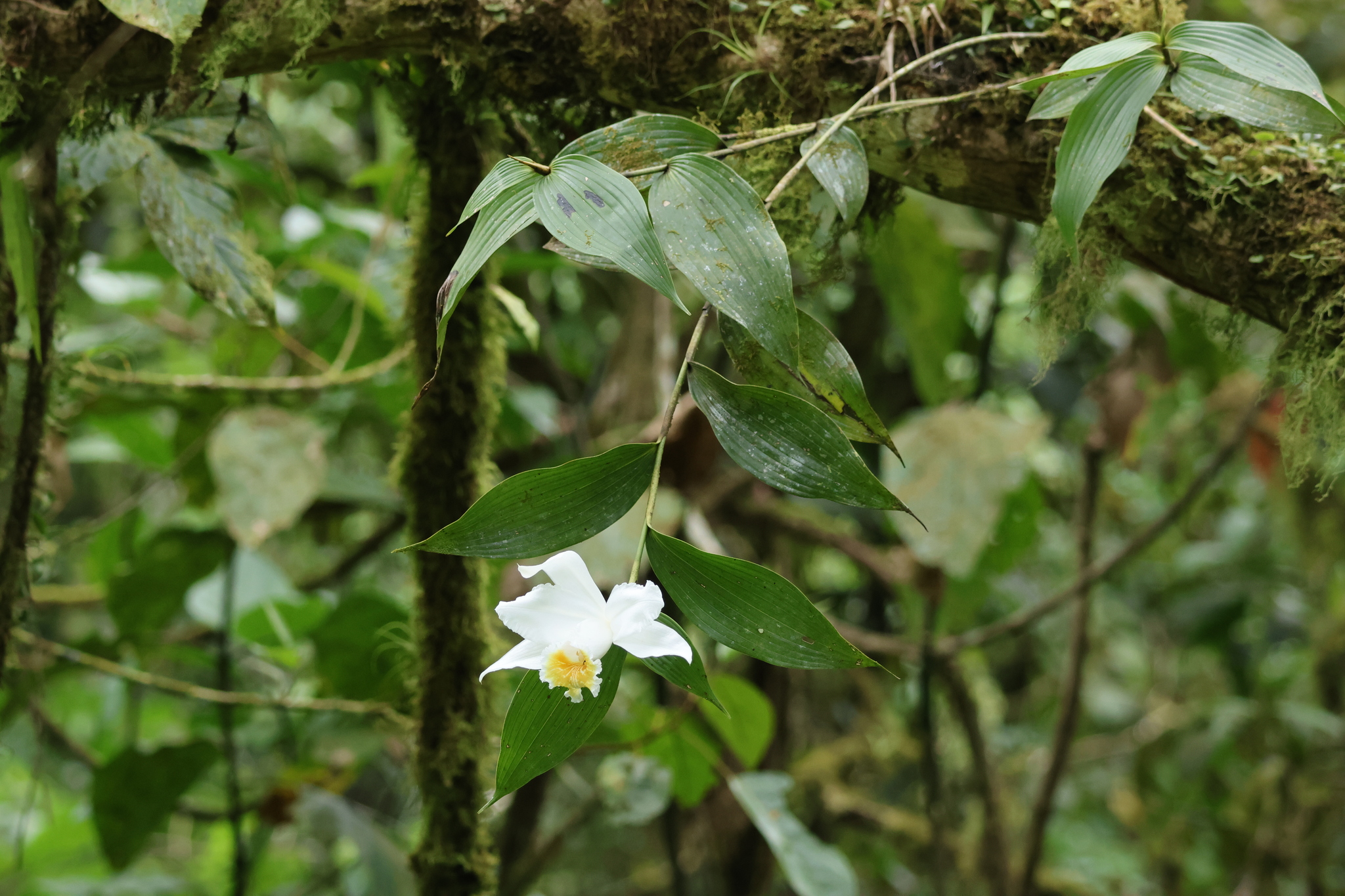 Sobralia Chrysostoma (Sobralia chrysostoma)