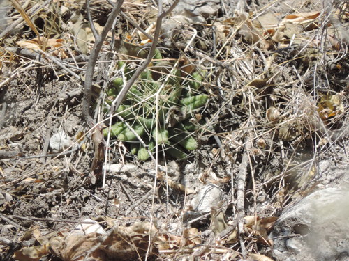 Mammillaria longimamma