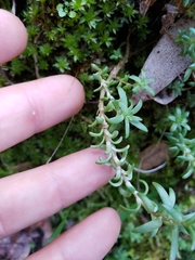 Sedum radiatum