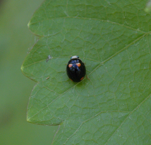 Brachiacantha quadripunctata quadripunctata photographed in Mississippi