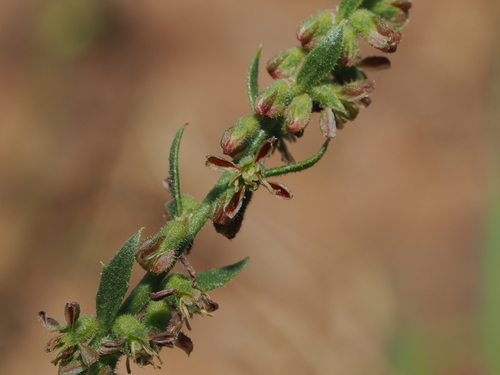 Raspweed (Haloragis aspera)