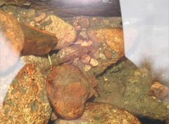 Rhinogobius duospilus