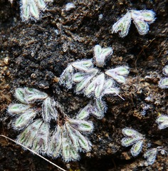Riccia trichocarpa