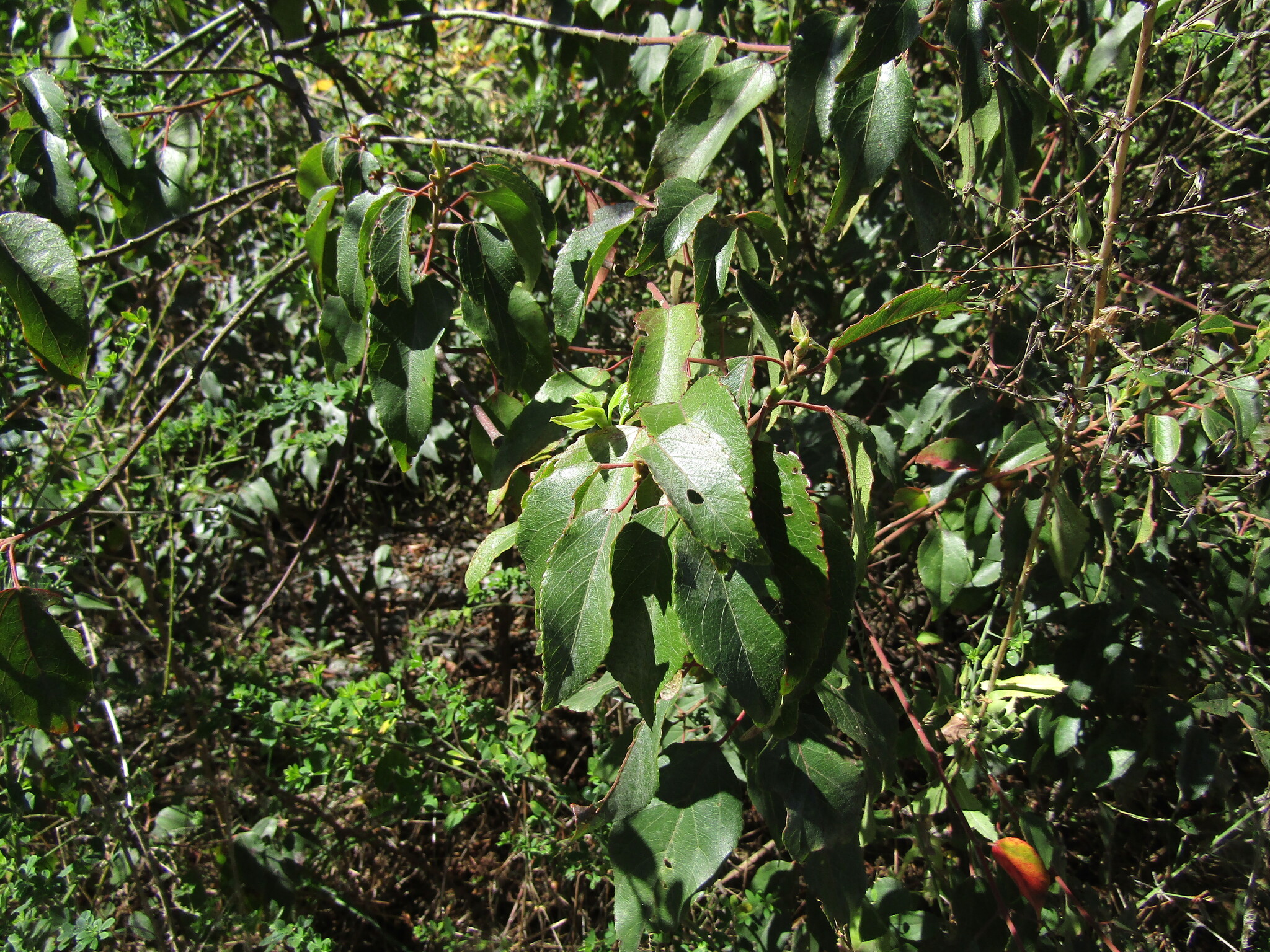Maquei (Aristotelia chilensis)