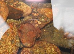 Rhinogobius duospilus