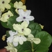 American Brunfelsia - Photo (c) Miguel Diaz Anaya, some rights reserved (CC BY-NC), uploaded by Miguel Diaz Anaya