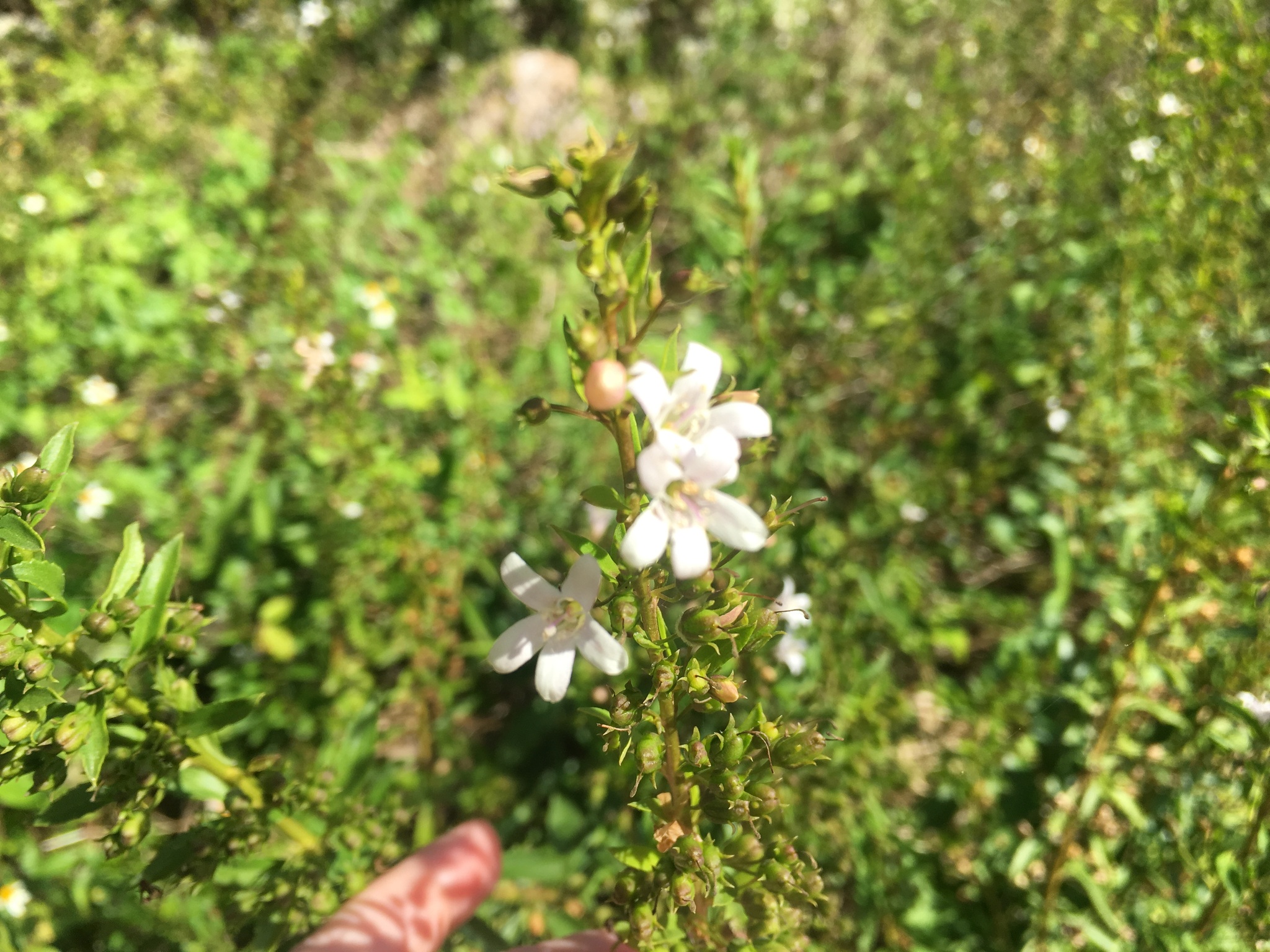 Capraria Biflora (Capraria biflora)
