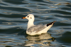 Brown-Hooded Gull photo 6