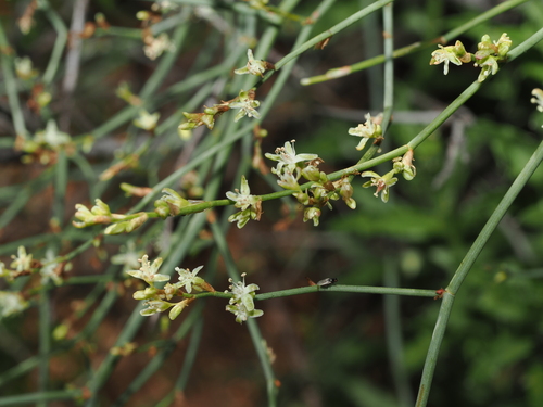Tangled Lignum (Duma florulenta)