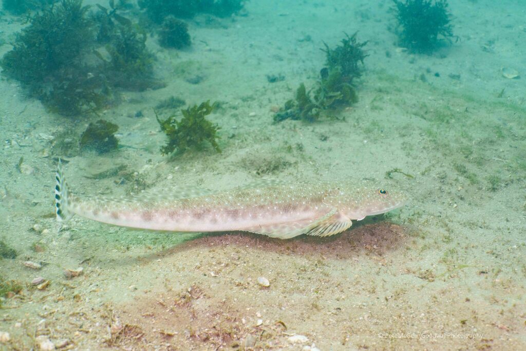 Bluespotted flathead (Platycephalus caeruleopunctatus) — Platycephalidae
