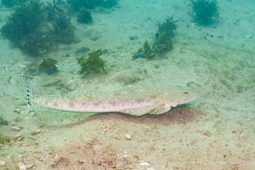 Bluespotted flathead (Platycephalus caeruleopunctatus) — Platycephalidae