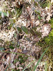 Rhinotropis cornuta cornuta