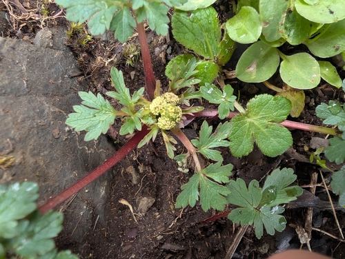 northern sanicle (Sanicula graveolens)
