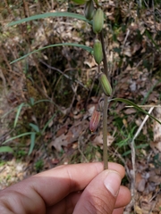 Fritillaria micrantha