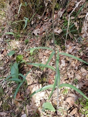 Fritillaria micrantha