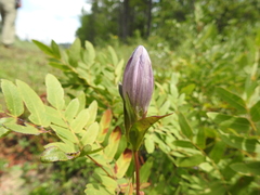 Gentiana rubricaulis