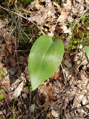 Fritillaria micrantha