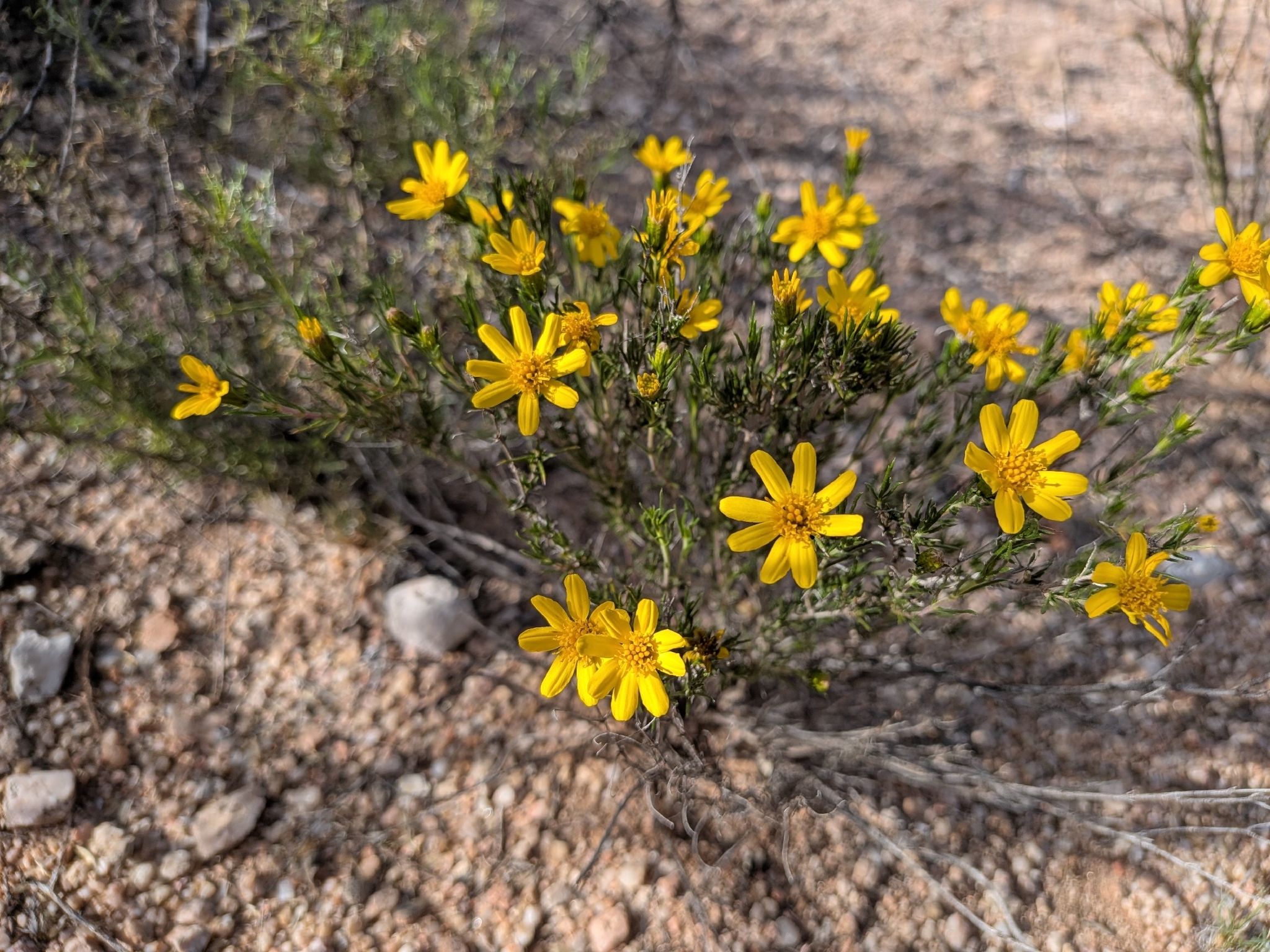 Pricklyleaf Dogweed (Thymophylla acerosa)
