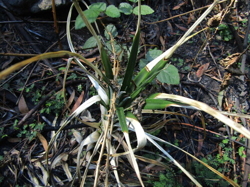 Hardy Pineapple (Greigia sphacelata)