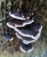 Gloeophyllum abietinum