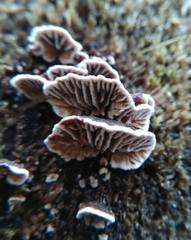 Gloeophyllum abietinum