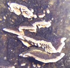 Gloeophyllum abietinum