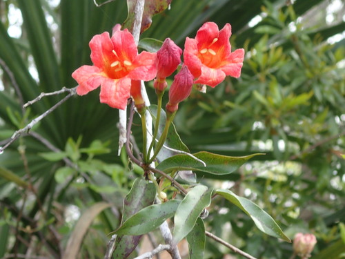 Bignonia capreolata image