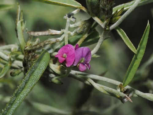 silky glycine (Glycine canescens)