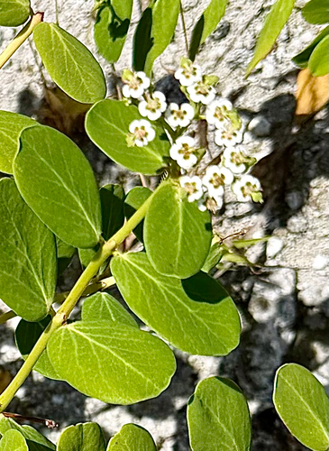 Euphorbia fosbergii observed 2026-04-03