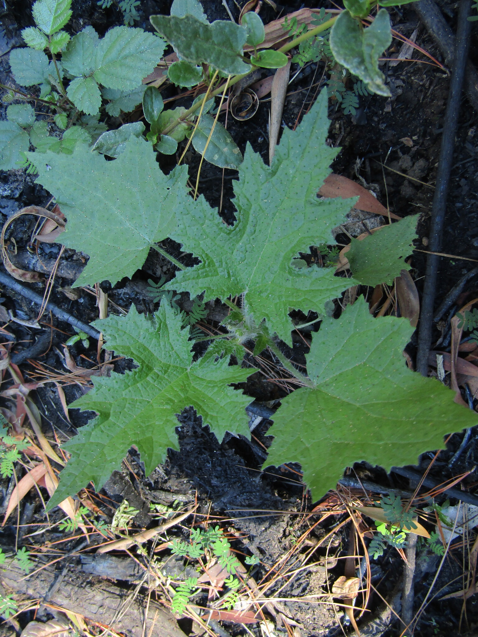 Loasa acerifolia