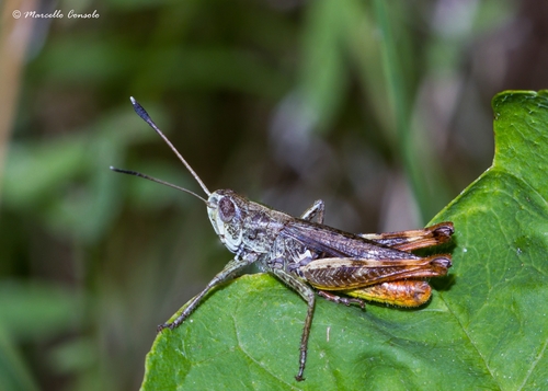 Rufous Grasshopper, photo 6 of 10