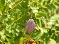 Gentiana rubricaulis
