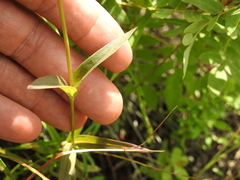 Gentiana rubricaulis