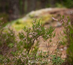 Calluna