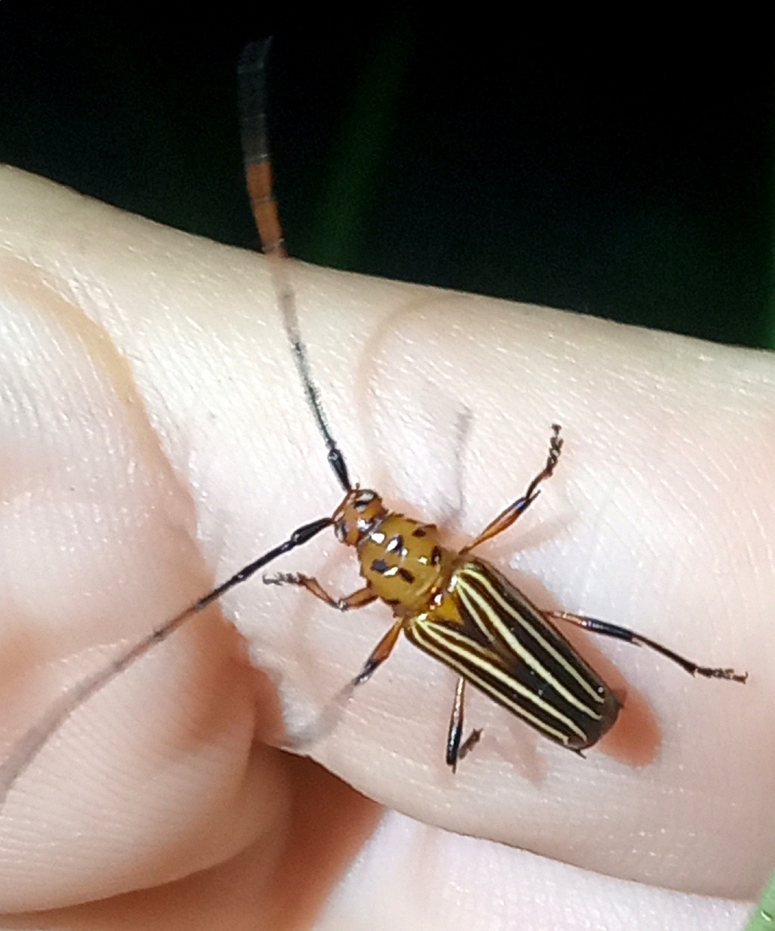 Oxymerus virgatus